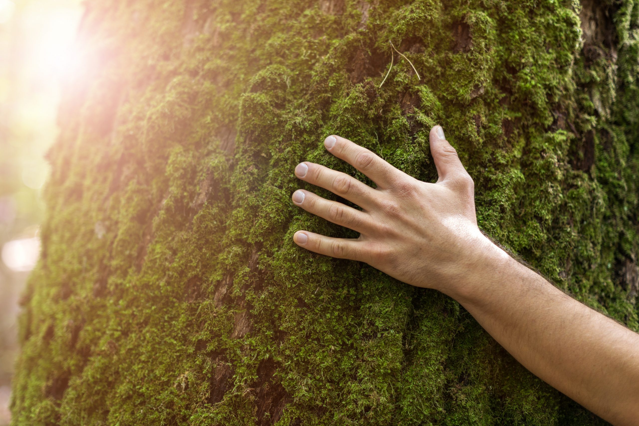 Nature-Bathing, Shinrin Yoku, and Ecotherapy